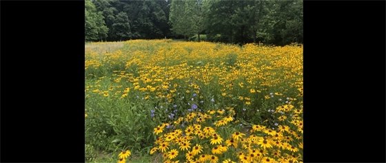 University Park pollinator meadow in full bloom