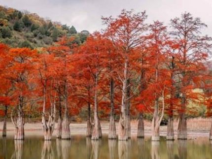 multiple orange Bald Cypress trees in lake