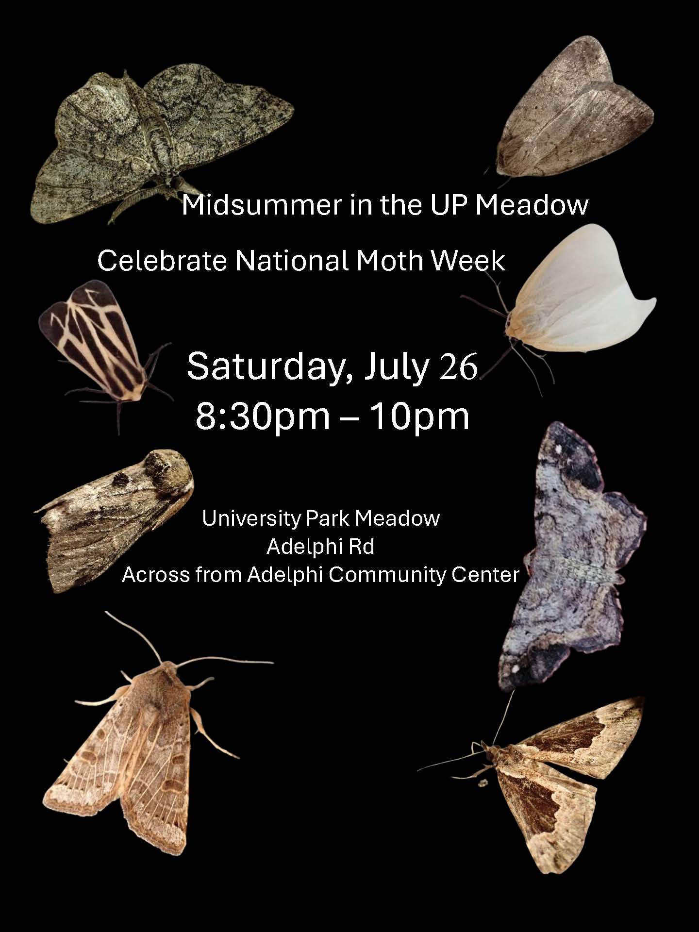 Black background with different moth images