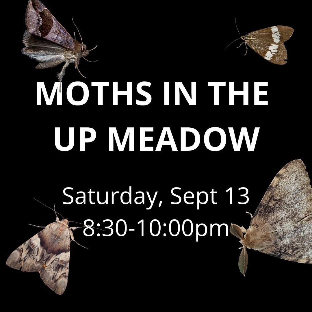 Black background with different moth images